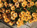 Cape Daisy / Osteospermum hybrid 